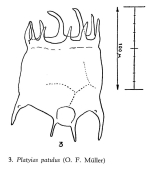 Plationus patulus