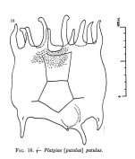 Plationus patulus