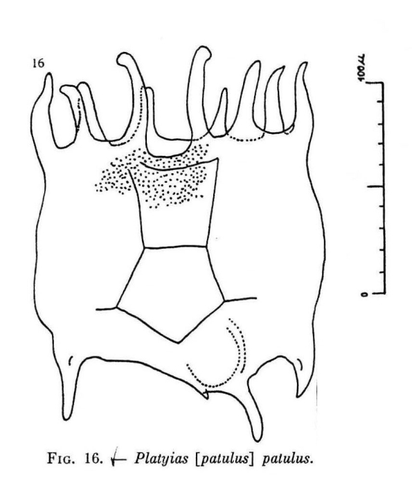 Plationus patulus Plationus patulus