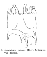 Plationus patulus