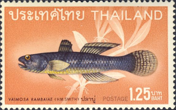 Vaimosa rambaiae Vaimosa rambaiae