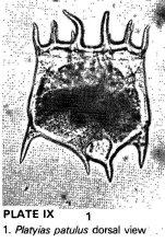 Plationus patulus