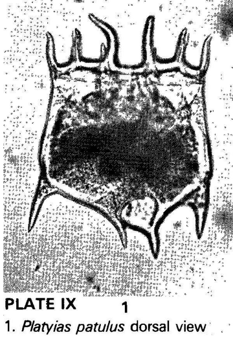 Plationus patulus Plationus patulus