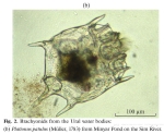 Plationus patulus