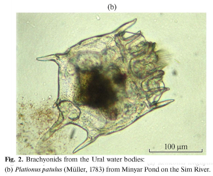 Plationus patulus Plationus patulus