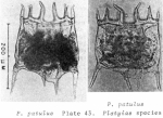 Plationus patulus