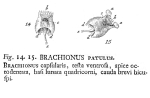 Plationus patulus