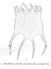Plationus patulus macracanthus