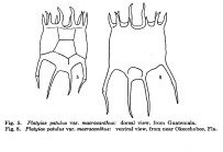 Plationus patulus macracanthus