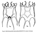 Plationus patulus macracanthus