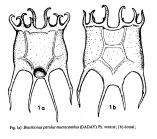 Plationus patulus macracanthus