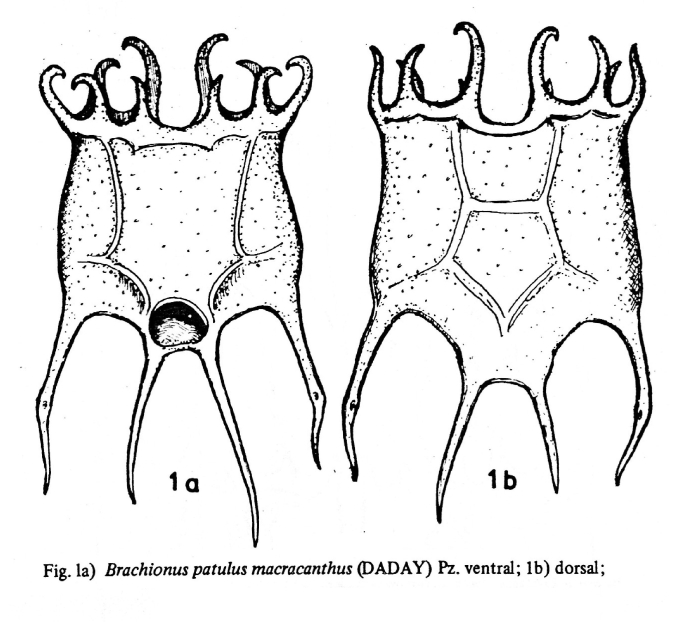 Plationus patulus macracanthus Plationus patulus macracanthus