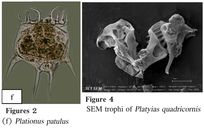 Plationus patulus macracanthus