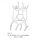 Plationus patulus macracanthus