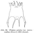 Plationus patulus macracanthus