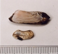 Mollusca (molluscs)