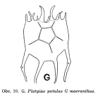 Plationus patulus macracanthus