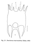 Plationus patulus macracanthus