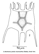 Plationus patulus macracanthus