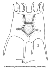 Plationus patulus macracanthus