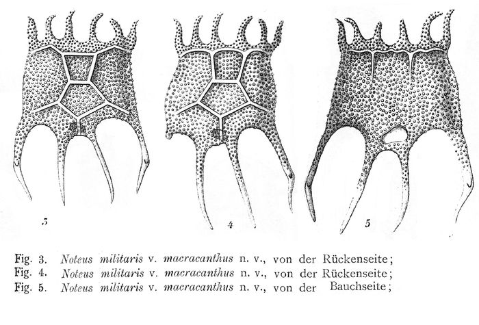 Plationus patulus macracanthus - Original description image