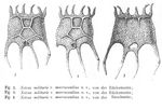 Plationus patulus macracanthus