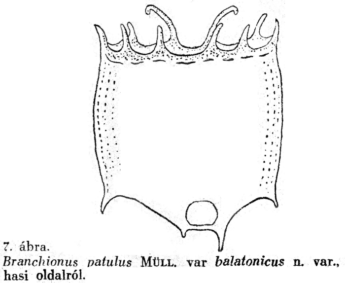 Plationus patulus var. balatonicus