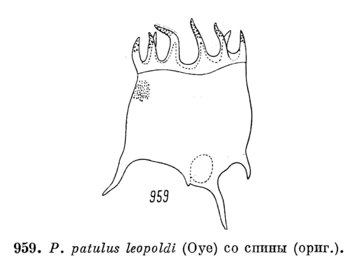 Plationus patulus var. leopoldi