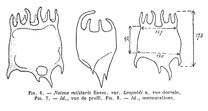 Plationus patulus var. leopoldi
