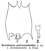 Plationus polyacanthoides - Original description image