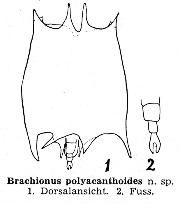 Plationus polyacanthoides - Original description image