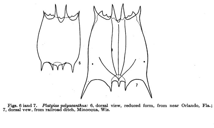 Plationus polyacanthus