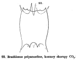 Plationus polyacanthus
