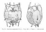 Plationus polyacanthus