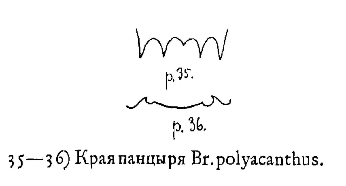 Plationus polyacanthus