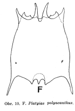 Plationus polyacanthus
