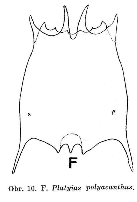 Plationus polyacanthus