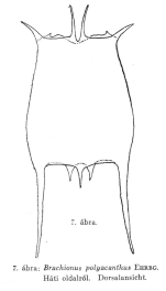 Plationus polyacanthus