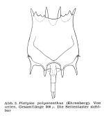 Plationus polyacanthus