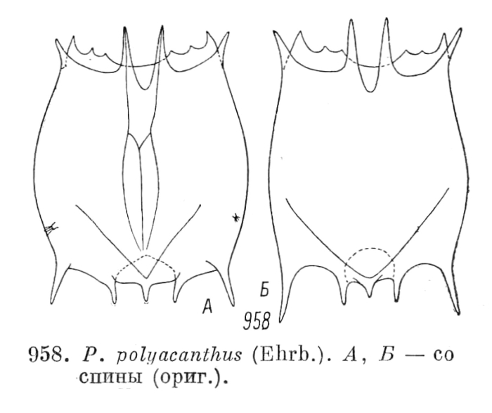 Plationus polyacanthus