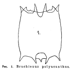 Plationus polyacanthus