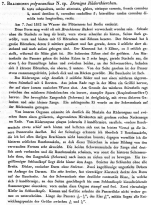 Plationus polyacanthus - Original description image