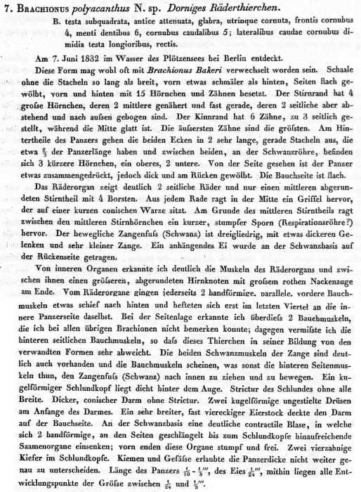 Plationus polyacanthus - Original description image