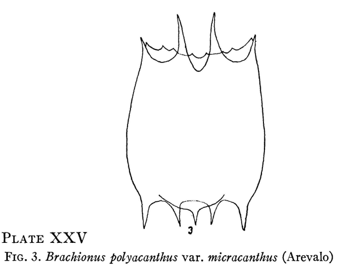 Plationus polyacanthus var. micracanthus