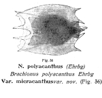 Plationus polyacanthus var. micracanthus