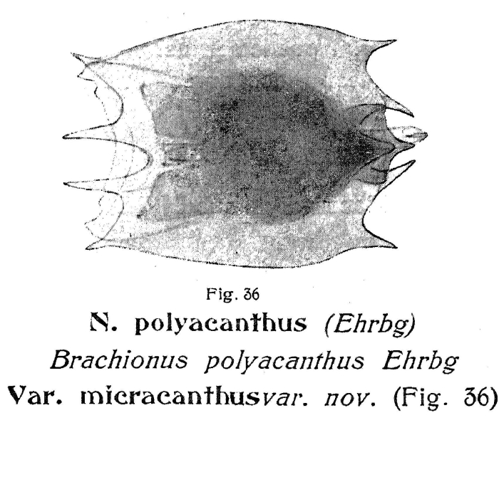 Plationus polyacanthus var. micracanthus