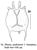 Platyias latiscapularis