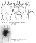 Platyias latiscapularis - Original description image