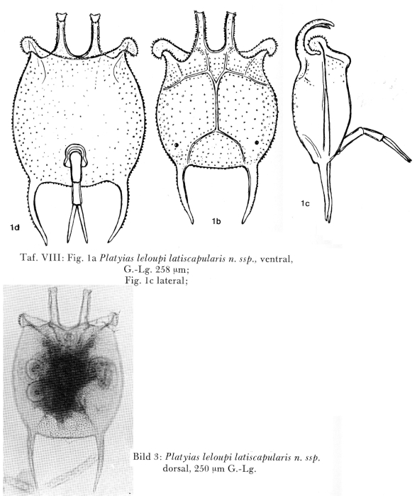 Platyias latiscapularis - Original description image
