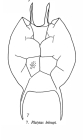 Platyias leloupi